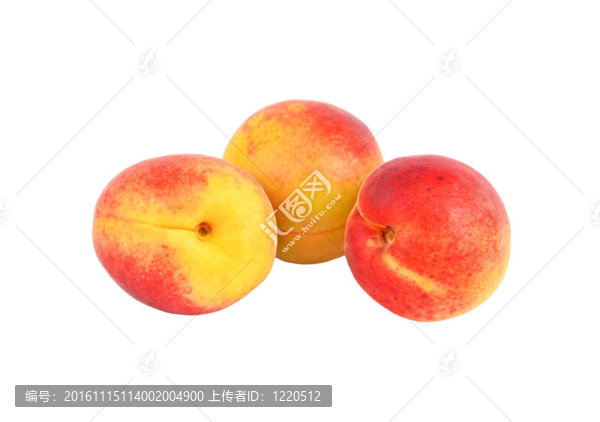 三成熟杏；白色背景上分離