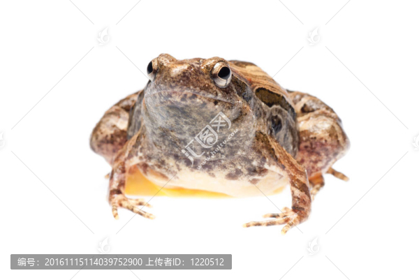 動(dòng)物青蛙