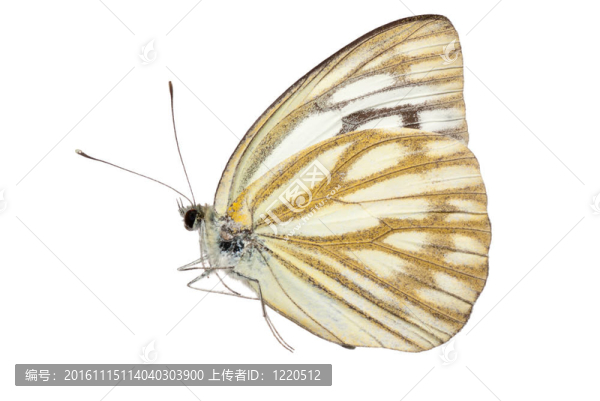 蝴蝶側(cè)視圖