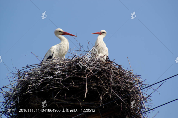 兩個(gè)朋友——鸛鳥夫婦在藍(lán)天上的巢