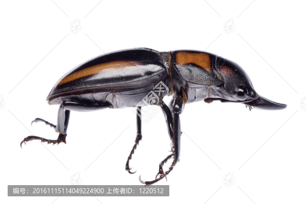 鹿角甲蟲