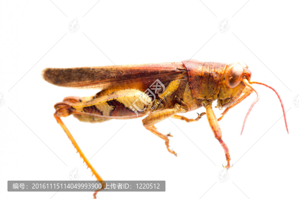 昆蟲蚱蜢蝗蟲
