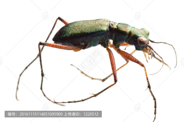 昆蟲虎甲蟲