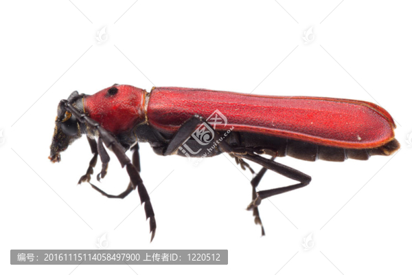 天牛天牛