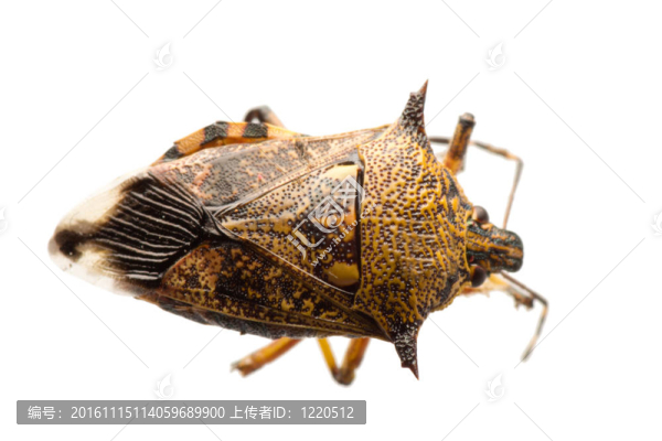 昆蟲蝽-匯圖網(wǎng) www.fosd68.com 昆蟲蝽