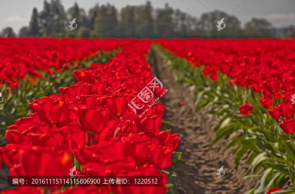 紅色的郁金香花