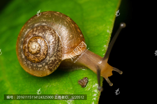 花園里的蝸牛