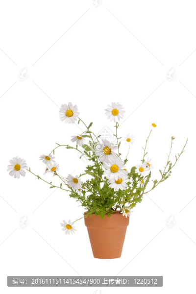 白色的雛菊