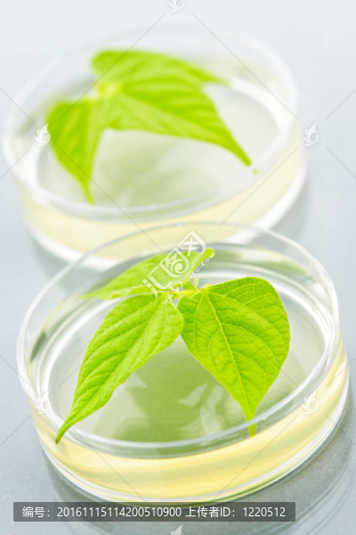 在培養(yǎng)皿中的轉(zhuǎn)基因植物