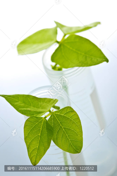 試管苗的轉(zhuǎn)基因植株