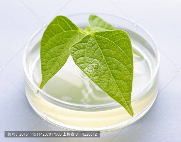 在培養(yǎng)皿中的轉(zhuǎn)基因植物
