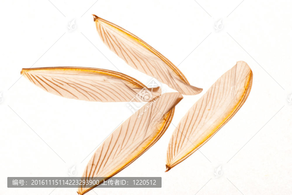 昆蟲白蟻白蟻