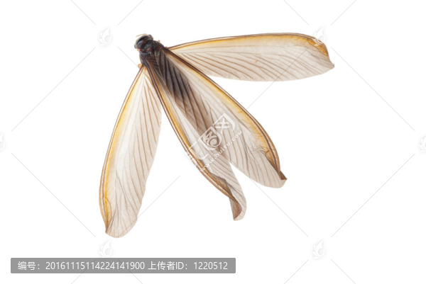 昆蟲白蟻白蟻