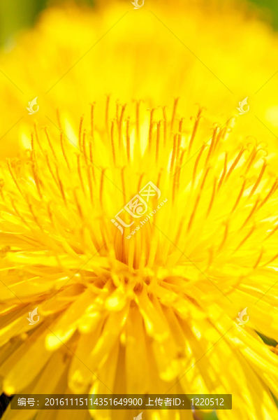 蒲公英花