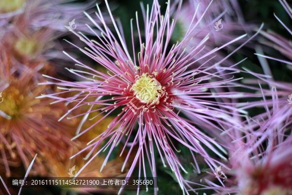 菊花