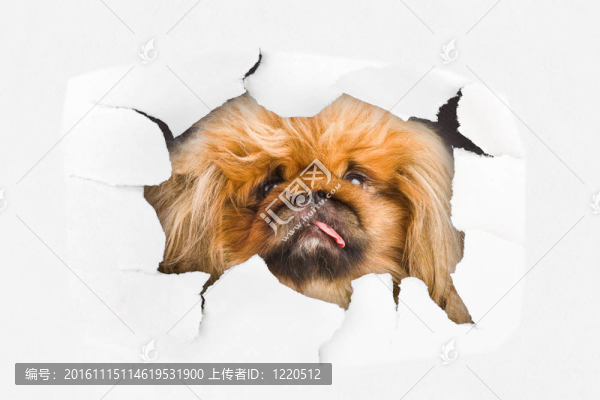 狗在紙上看洞