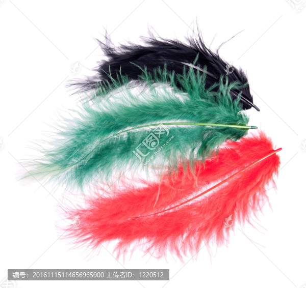 紅綠色和黑色羽毛工作室孤立在白色-匯圖網(wǎng) www.fosd68.com 紅綠色和黑色羽毛工作室孤立在白色