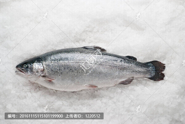 鮭鱒魚在冰