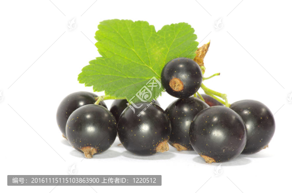穗醋栗果實