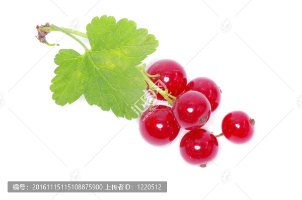 紅醋栗