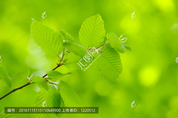 綠色的葉子