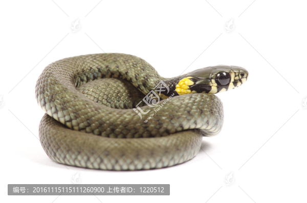 蛇