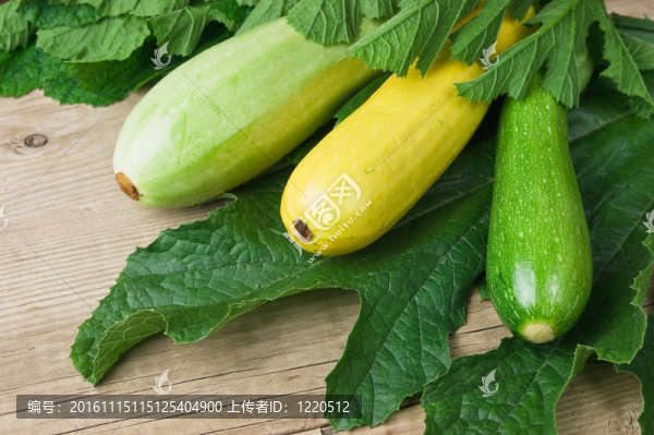 西葫蘆葉片