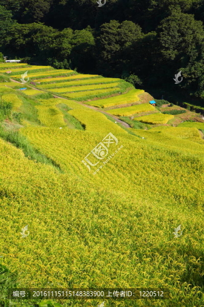 梯田
