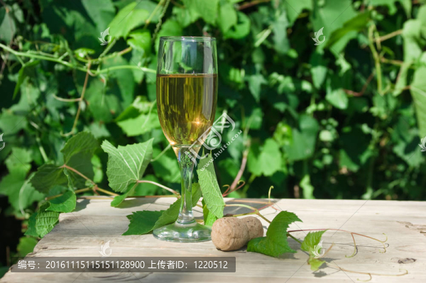 葡萄園背景上的一杯葡萄酒