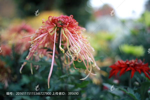 菊花