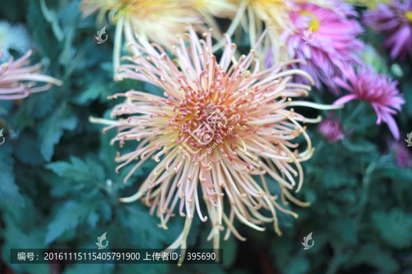 菊花
