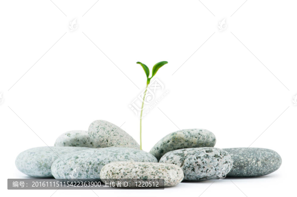 卵石與幼苗-另類醫(yī)學概念