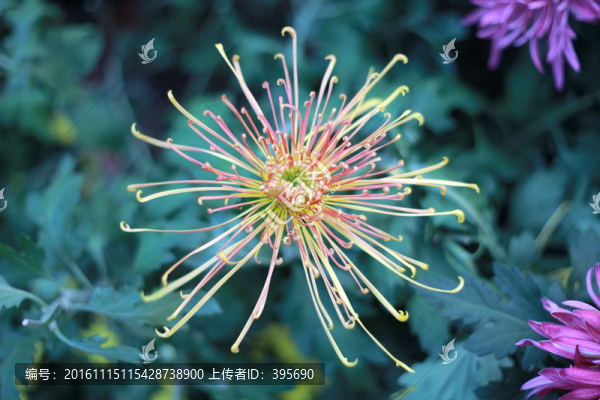 菊花