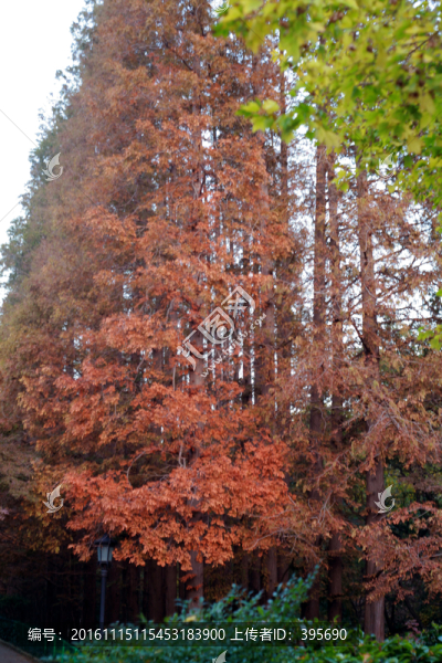水杉樹林