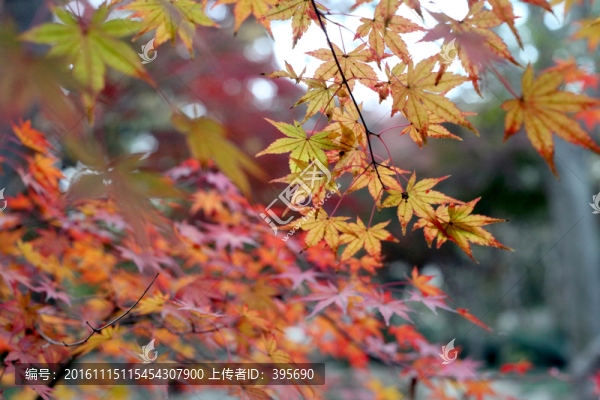 紅葉