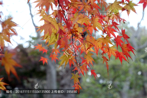 紅葉
