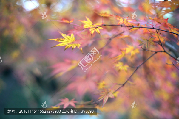 紅葉