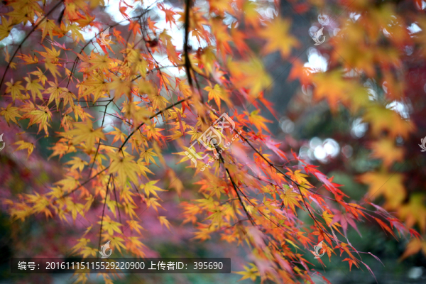 秋天紅葉
