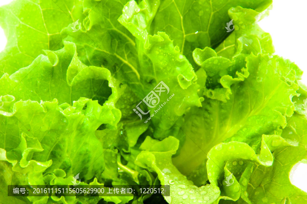 新鮮的生菜