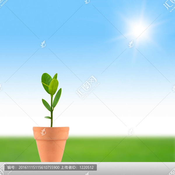 小植物和太陽