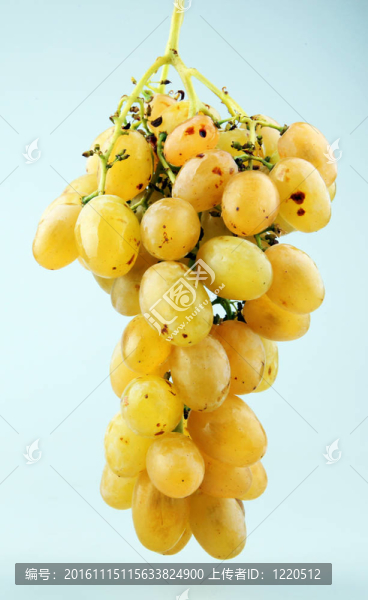 新鮮的葡萄
