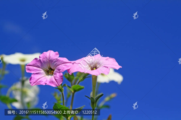 藍(lán)色背景上的夏天flowerses