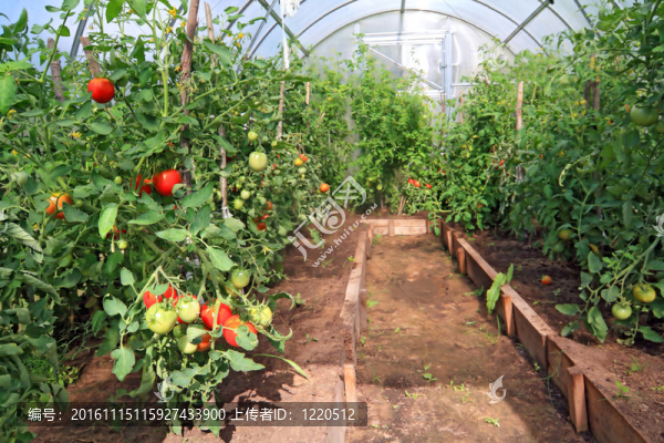 在塑料大棚西紅柿