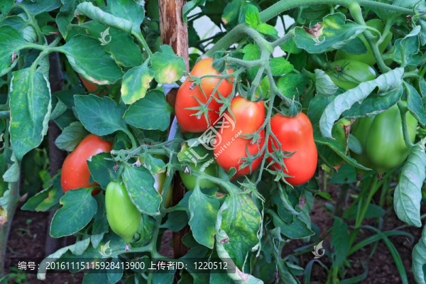 在塑料大棚西紅柿