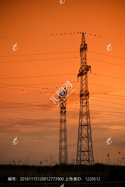 不尋常的鸕鶿群