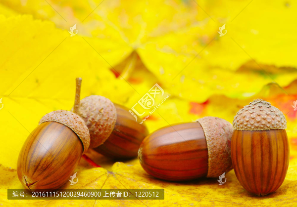 橡子-匯圖網(wǎng) www.fosd68.com 橡子