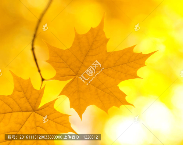 秋天的落葉-匯圖網(wǎng) www.fosd68.com 秋天的落葉