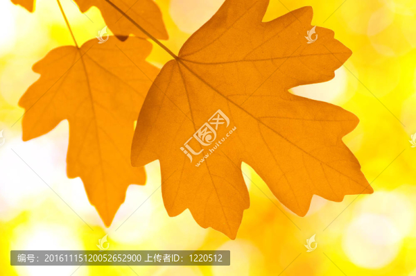 秋天的落葉-匯圖網(wǎng) www.fosd68.com 秋天的落葉