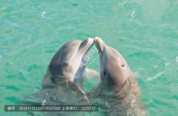 兩只海豚接吻
