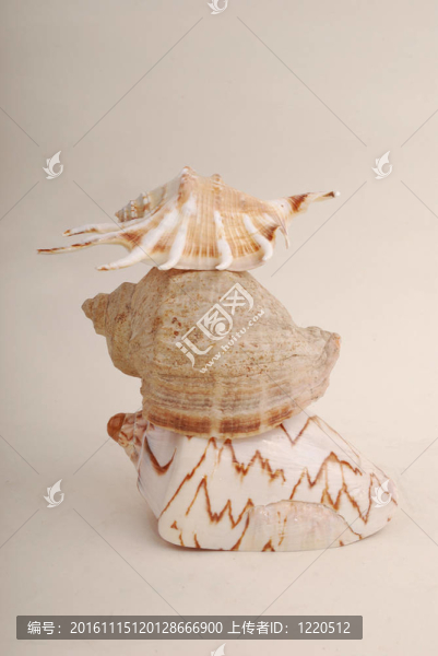 海貝殼